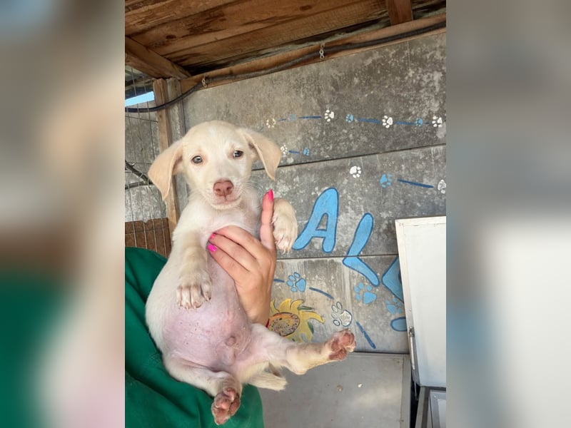  Basset – kleine Pfote, großer Wunsch 