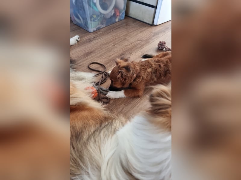 Ronny – ein kleiner Kämpfer auf dem Weg ins Vertrauen
