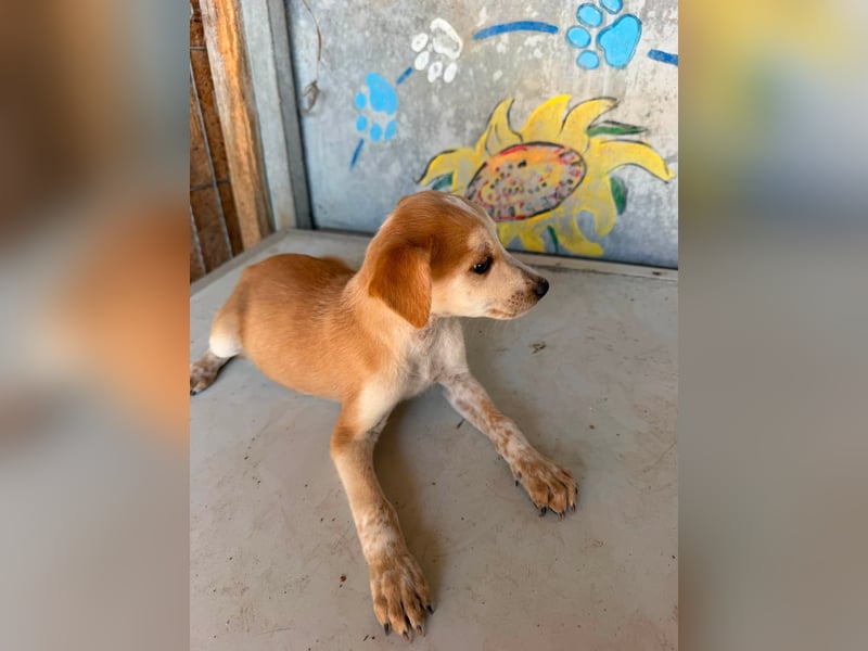  Manchmal beginnt das schönste Kapitel mit einer Adoption – Bailey wartet 