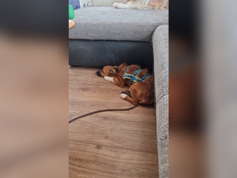 Ronny – ein kleiner Kämpfer auf dem Weg ins Vertrauen