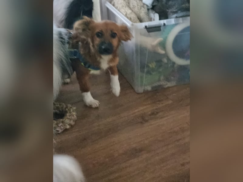 Ronny – ein kleiner Kämpfer auf dem Weg ins Vertrauen