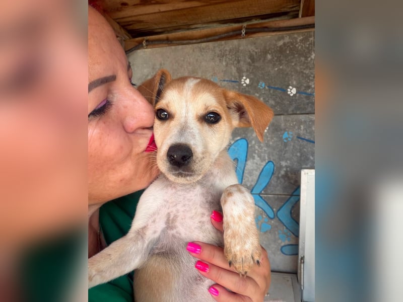  Manchmal beginnt das schönste Kapitel mit einer Adoption – Bailey wartet 