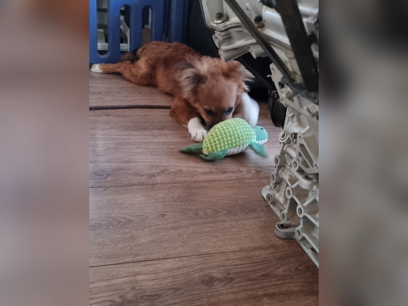 Ronny – ein kleiner Kämpfer auf dem Weg ins Vertrauen