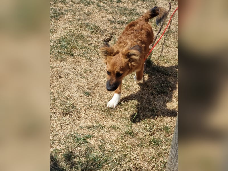Ronny – ein kleiner Kämpfer auf dem Weg ins Vertrauen