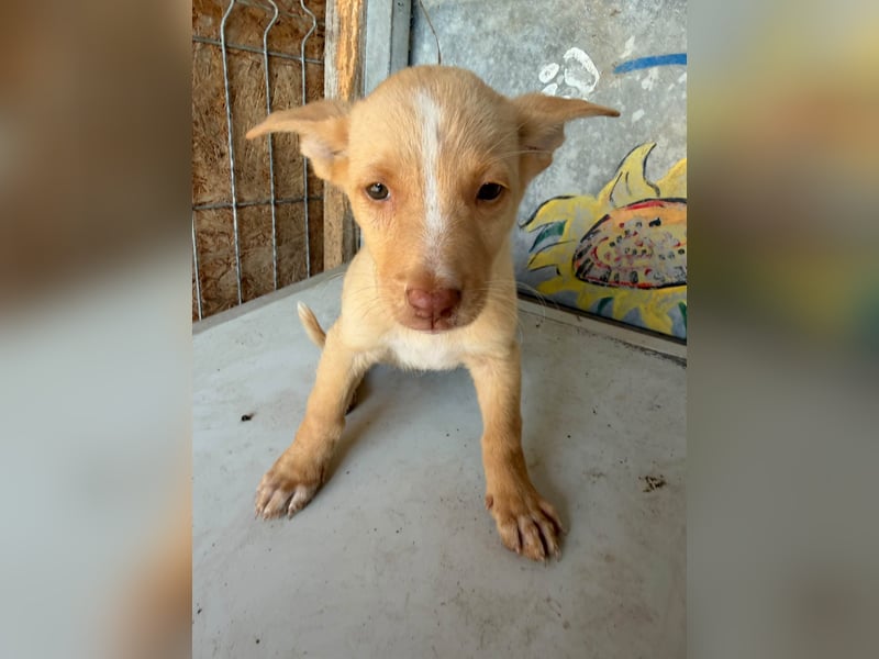  Boris – aus dem Schacht direkt ins Herz ❤️