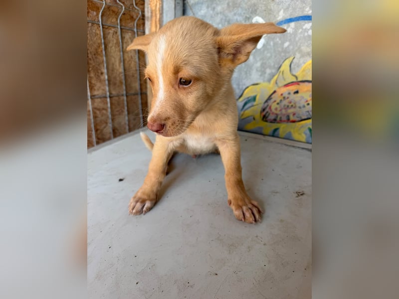  Boris – aus dem Schacht direkt ins Herz ❤️