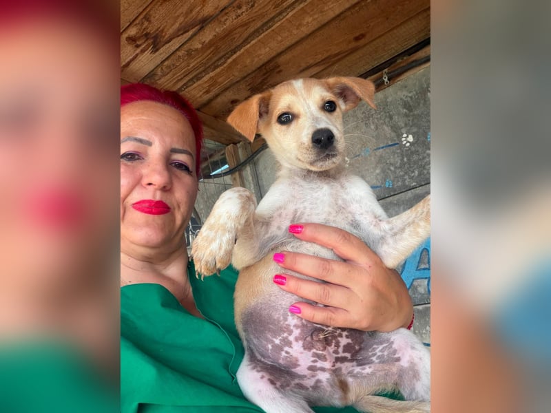  Manchmal beginnt das schönste Kapitel mit einer Adoption – Bailey wartet 