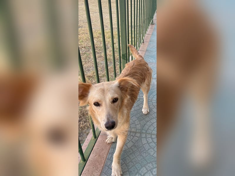 Lustige kleine Elly sucht ihr Zuhause! - RESERVIERT!