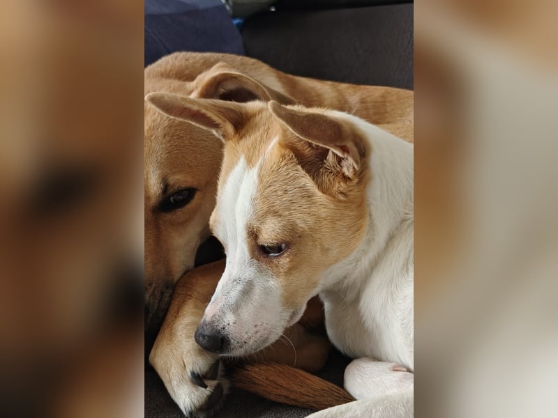 Zaubermaus Shyra sucht Familie (auch gerne mit Hundekumpel)