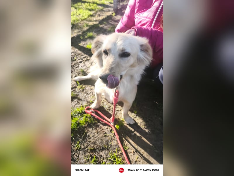 Lustige kleine Elly sucht ihr Zuhause! - RESERVIERT!