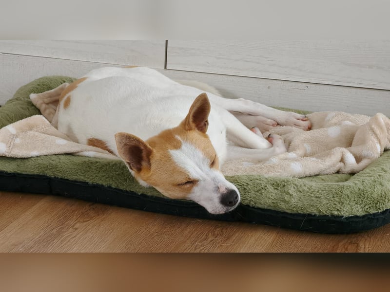 Zaubermaus Shyra sucht Familie (auch gerne mit Hundekumpel)