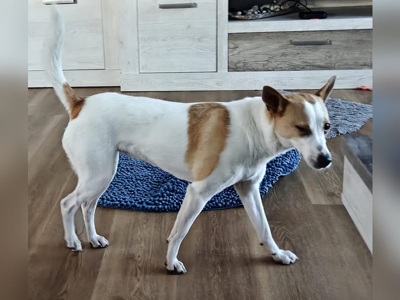 Zaubermaus Shyra sucht Familie (auch gerne mit Hundekumpel)