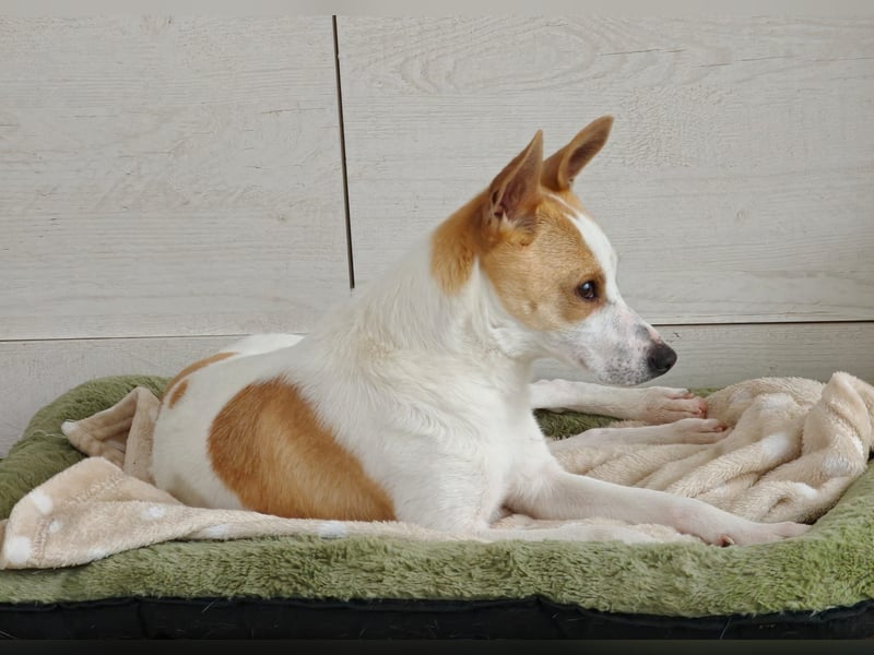 Zaubermaus Shyra sucht Familie (auch gerne mit Hundekumpel)