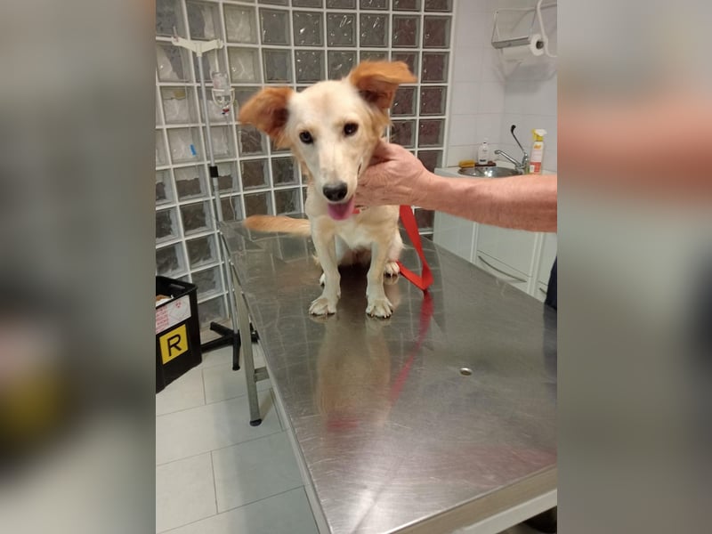 Lustige kleine Elly sucht ihr Zuhause! - RESERVIERT!