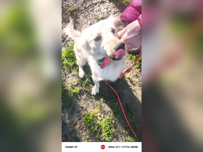 Lustige kleine Elly sucht ihr Zuhause! - RESERVIERT!