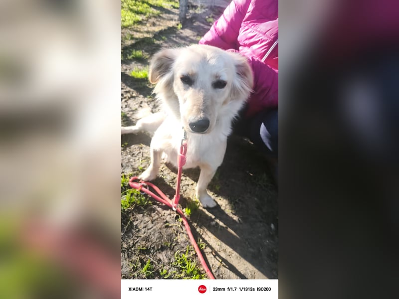 Lustige kleine Elly sucht ihr Zuhause! - RESERVIERT!