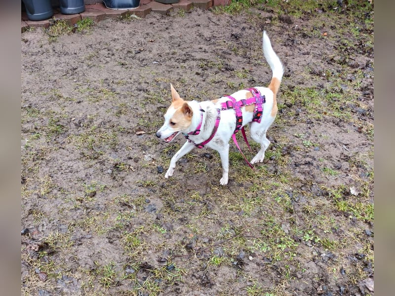 Zaubermaus Shyra sucht Familie (auch gerne mit Hundekumpel)