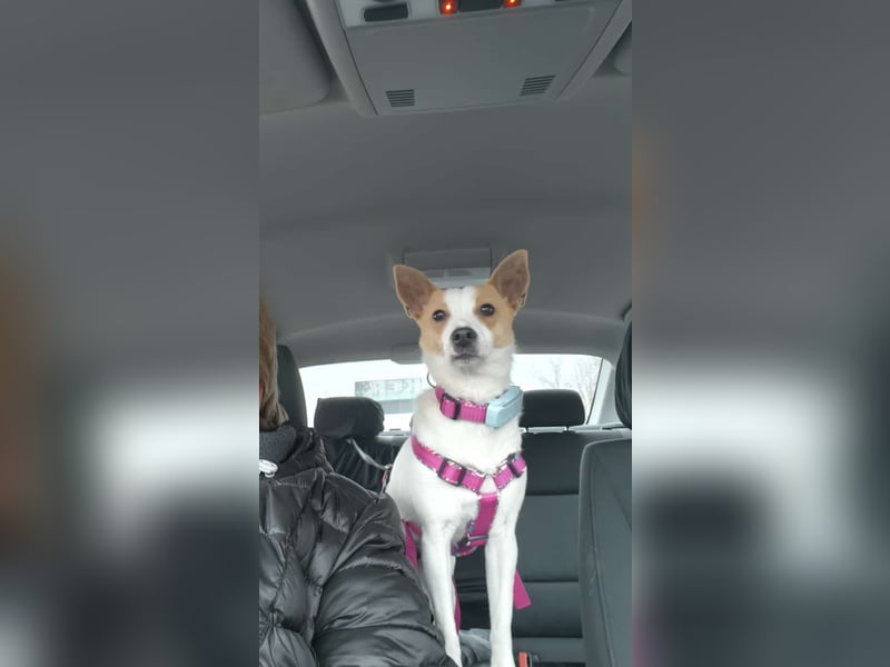 Zaubermaus Shyra sucht Familie (auch gerne mit Hundekumpel)