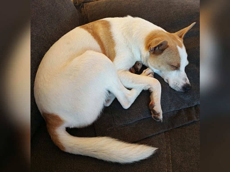 Zaubermaus Shyra sucht Familie (auch gerne mit Hundekumpel)