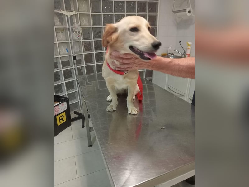 Lustige kleine Elly sucht ihr Zuhause! - RESERVIERT!