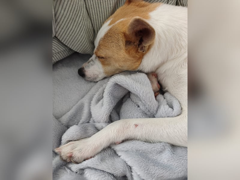 Zaubermaus Shyra sucht Familie (auch gerne mit Hundekumpel)