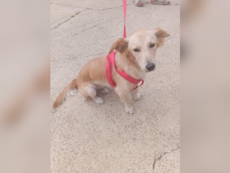 Lustige kleine Elly sucht ihr Zuhause! - RESERVIERT!