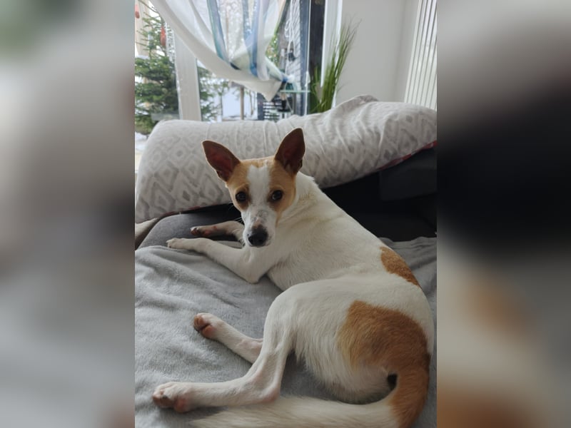 Zaubermaus Shyra sucht Familie (auch gerne mit Hundekumpel)