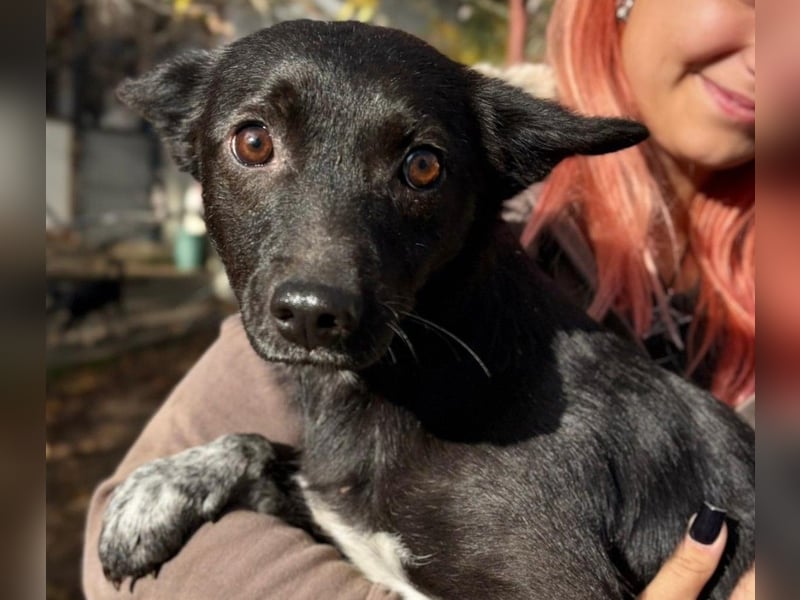 Lika, verschmuste etwas schüchtern Hündin wartet auf ihre Herzensmenschen