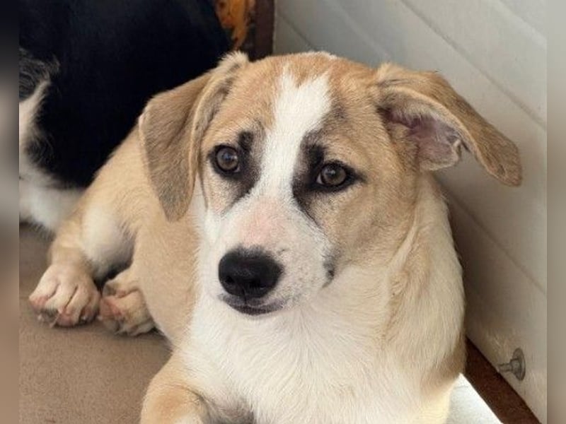 Emoji kleiner Rüde mit großem Herz