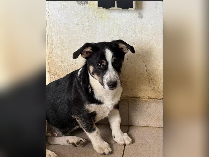 Elliot – lebensfroher Hundejunge mit großem Herz