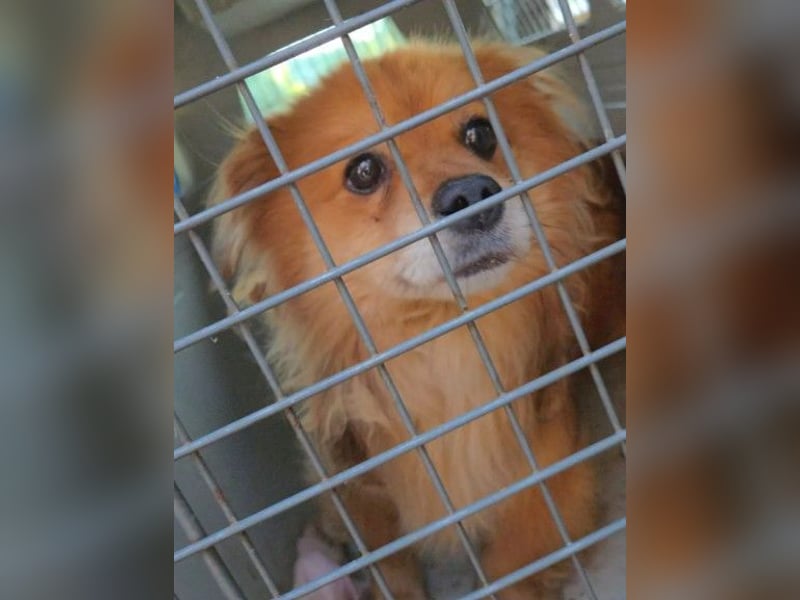 kleiner FLYNN sucht seine Familie