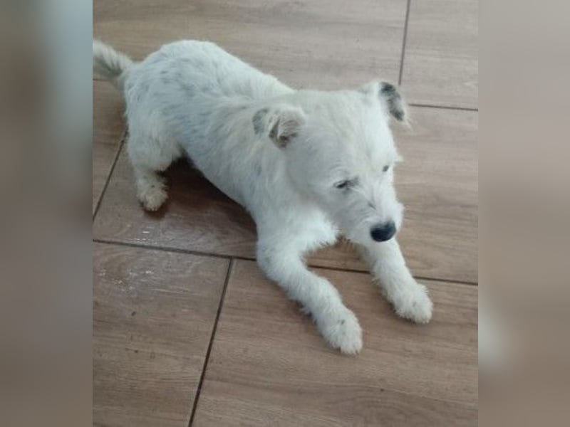 Lieber, kleiner Struppi sucht Familienanschluss