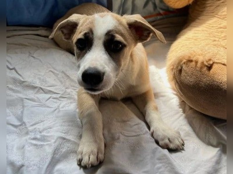 zauberhafter Emoji sucht seine Menschen