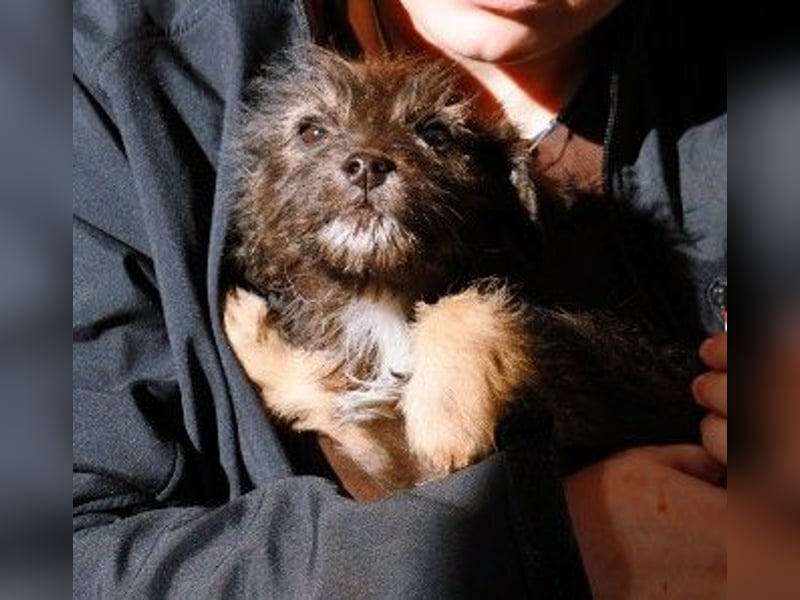 NED - süßer, bezaubernder Welpenjunge sucht seine Familie