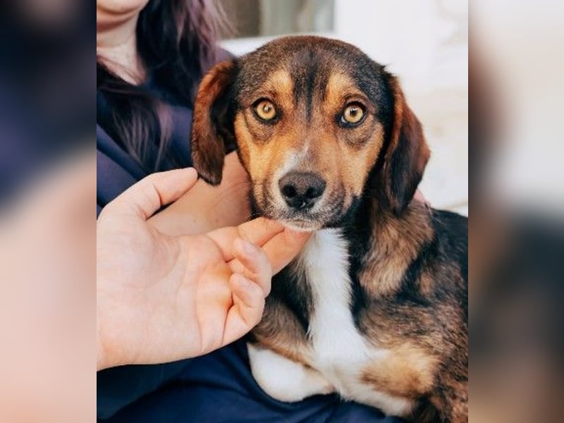 TALISKA - liebenswerte, ruhige Hündin sucht ihre Menschen