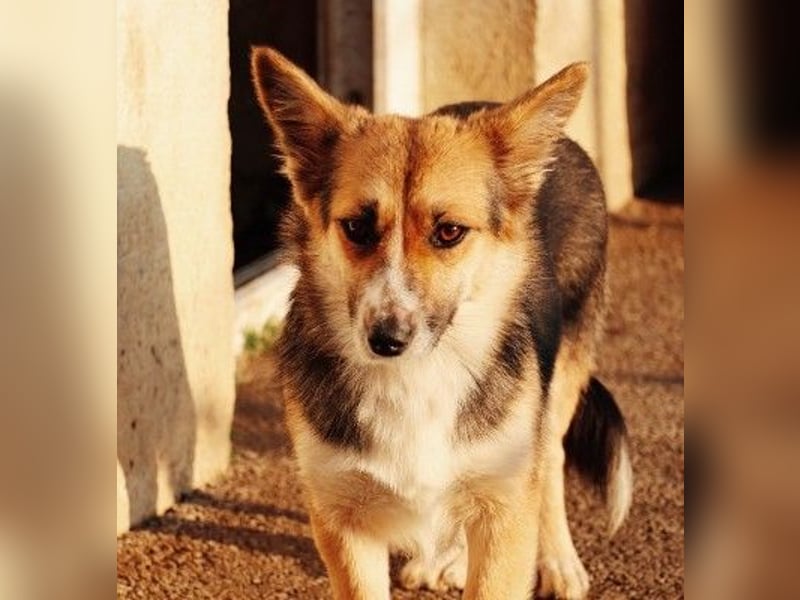 liebe, sanfte und kleine Cuva