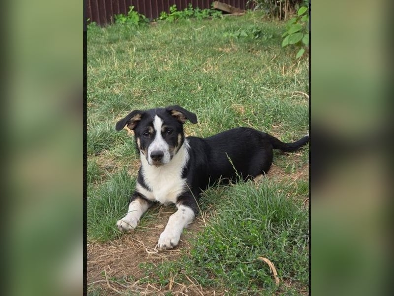 Elliot – lebensfroher Hundejunge mit großem Herz