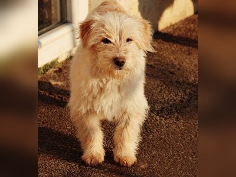 zauberhafte Junghündin Edith