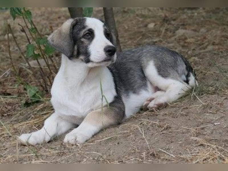 liebenswerter, kleiner Biscuit