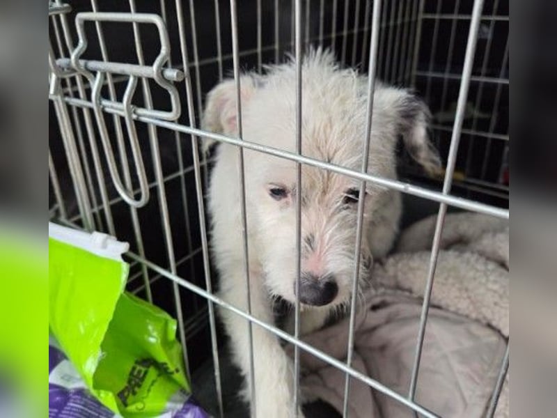 Lieber, kleiner Struppi sucht Familienanschluss