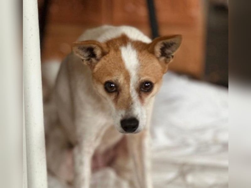 Hope wartet auf ein schkönes Zuhause bei lieben Menschen