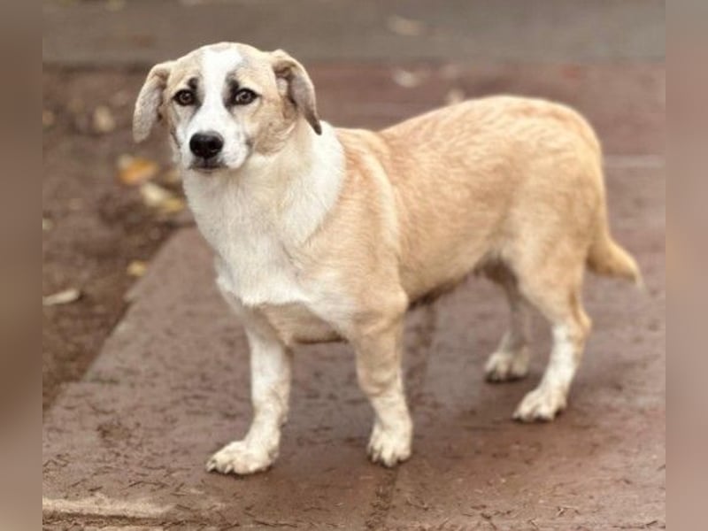 Emoji kleiner Rüde mit großem Herz