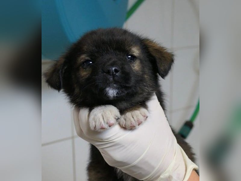 zauberhaftes Welpenmädchen 2 G