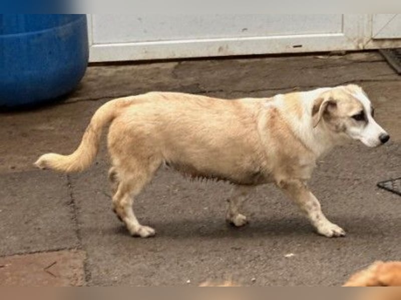 verschmuster, lieber Emoji