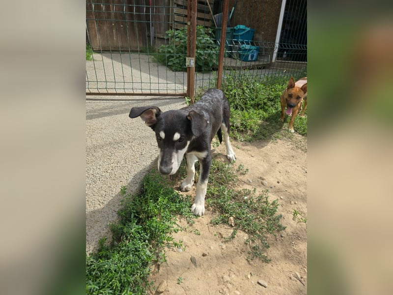 CASPAR - lieber, offener Junghund sucht seine Familie