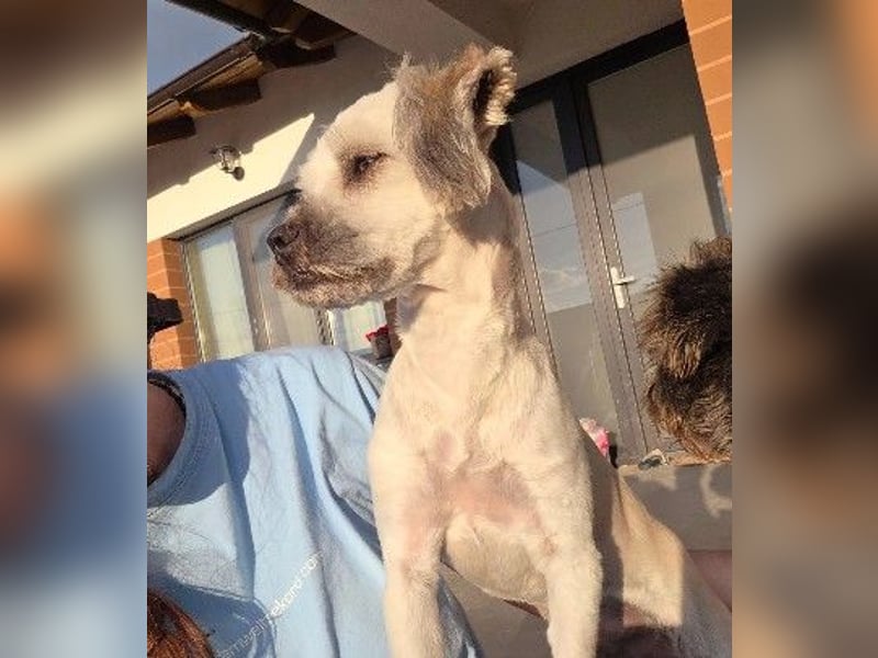 LUCKY - Kuschelkönig sucht sein Für-immer-Zuhause