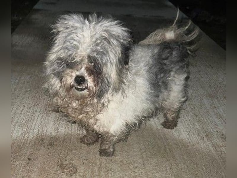 liebe, kleine Lotta sucht ihre Menschen