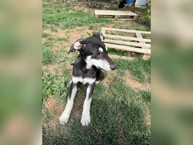 CASPAR - lieber, offener Junghund sucht seine Familie