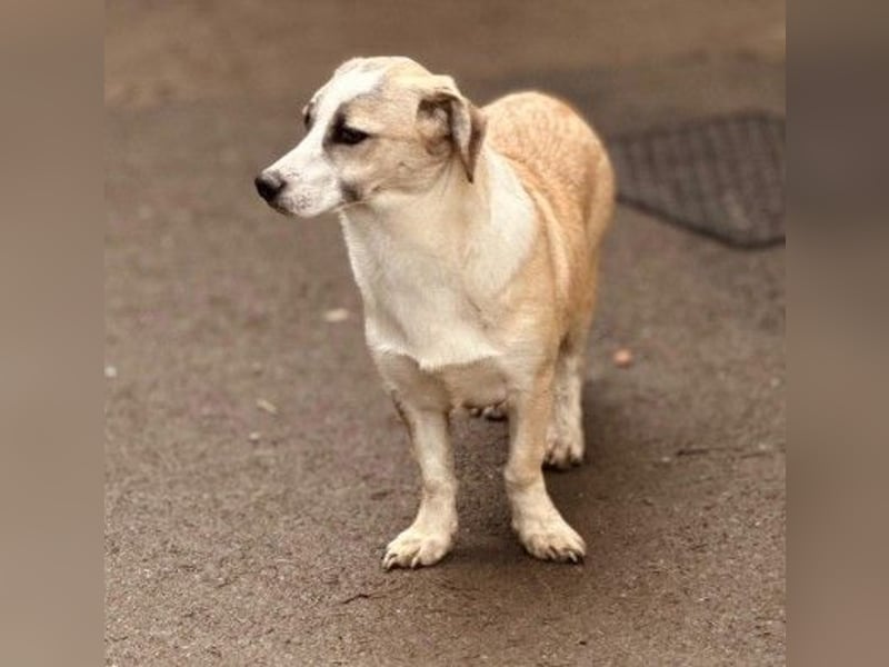 zauberhafter Emoji sucht seine Menschen