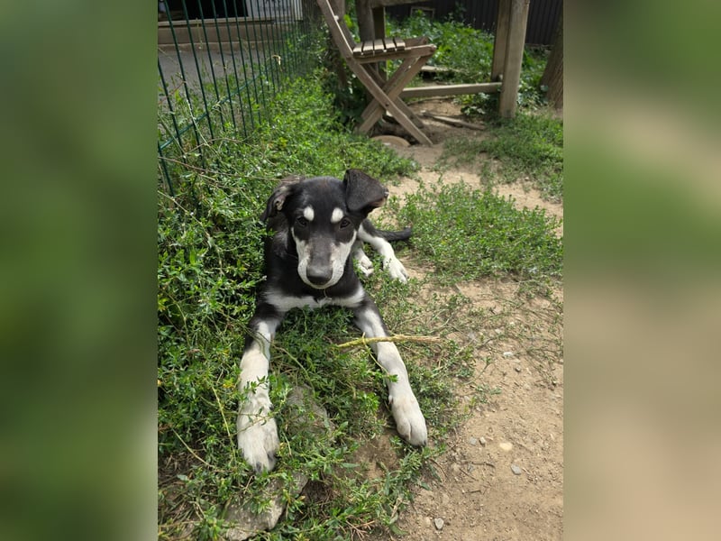 CASPAR - lieber, offener Junghund sucht seine Familie